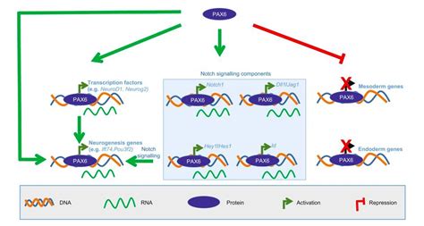 Human Pax6 Paired-Domain