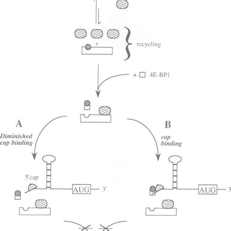 Models For The Inhibition Of Cap Dependent Translation By 4e Bpi See Download Scientific