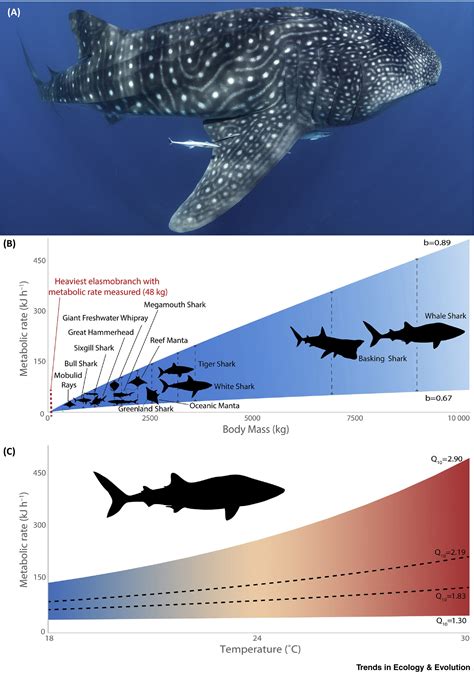 Warmer Oceans Will Likely Change The Shark Metabolism Of Many Species - RYZE Superfoods