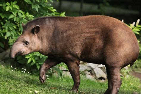 Lowland Tapir South America Animals Tapir Work With Animals