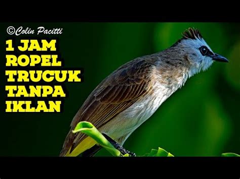 MASTERAN TRUCUKAN ROPEL PANJANG 1 JAM TANPA IKLAN COCOK BUAT MASTERING