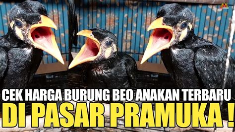 CEK HARGA BURUNG BEO ANAKAN TERBARU DI PASAR BURUNG PRAMUKA JAKARTA