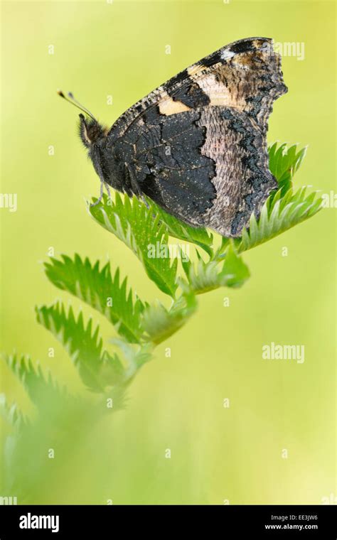 Small Tortoiseshell Butterfly Aglais Urticae Syn Nymphalis Urticae