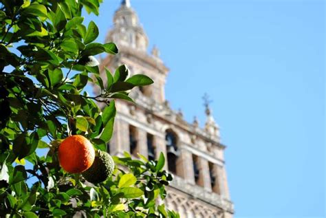 Seville 4-Hour Guided Walking Tour | GetYourGuide