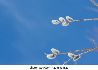 433 Pussy Willow Branches No Background Images Stock Photos Vectors Shutterstock