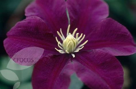 Buy Clematis Group Clematis Warszawska Nike Delivery By Crocus