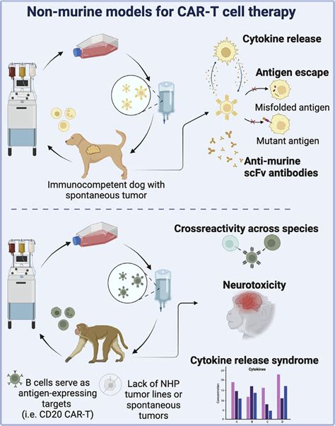 Non Murine Models For Car T Cell Therapies Download Scientific Diagram