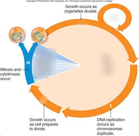 Cell Cycle Diagram | Quizlet