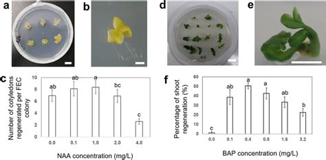 Effect Of NAA And BAP Concentrations On Somatic Embryo Maturation And