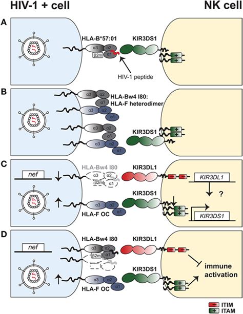 Frontiers Natural Killer Cell Interactions With Classical And Non