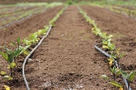 Horticulturists explain the unique soil at Clark Botanic Garden grounds 7