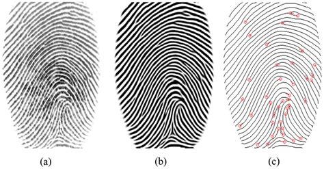 An Example Of Fingerprint Enhancement And Minutiae Extraction By P