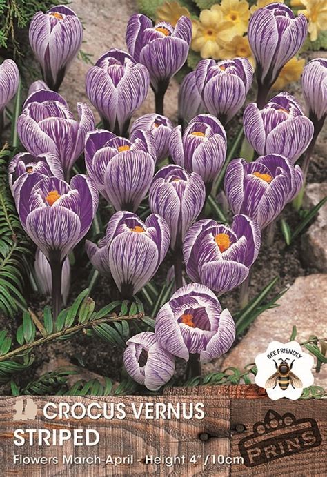 Crocus Bulbs Striped WPC Prins Quality Spring Bulbs Pack 15 South