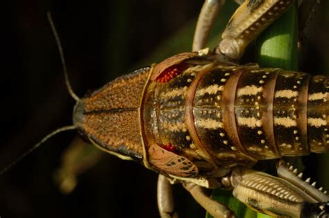 Plains Lubber Grasshopper Smithsonian Photo Contest Smithsonian Magazine