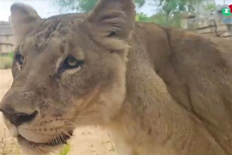 Four Lions At Spanish Zoo Test Positive For Covid 19