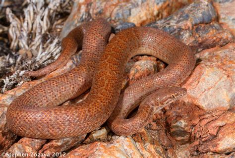 Pygmy Python Antaresia Perthensis A Pygmy Python Antare Flickr