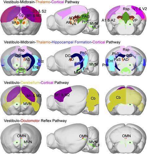 Categorization Of Distinct Brain Wide Central Vestibular Pathways