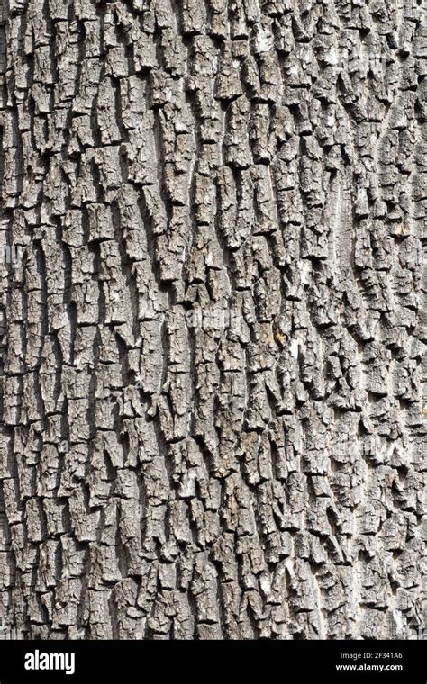 Ash Tree Bark Hi Res Stock Photography And Images Alamy