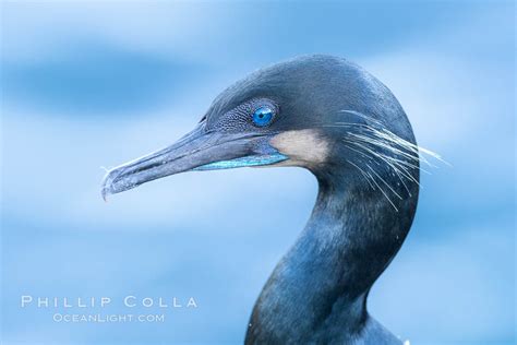 Brandt S Cormorant Portrait Phalacrocorax Penicillatus La Jolla California