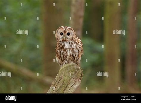 Tawny Owl Strix Aluco In A Wood East Yorkshire Uk Stock Photo Alamy