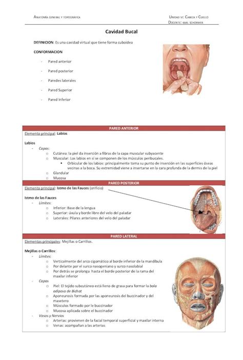 PDF Cavidad Bucal anatomía PDFSLIDE NET