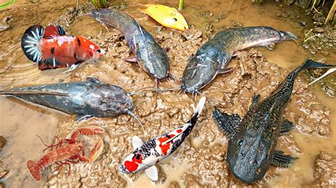 Menemukan Perangkap Dan Mancing Ikan Koi Ikan Cupang Dan Ikan Channa