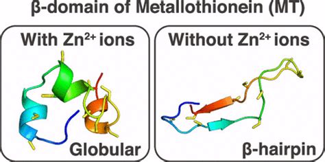 全原子分子动力学模拟阐明含或不含锌离子的金属硫蛋白的结构变化 The Journal Of Physical Chemistry B X Mol