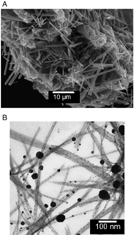 Sem Left And Tem Right Images Of The Agvo Rods Decorated