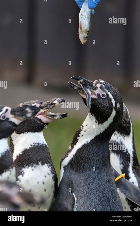 Humboldt Penguin Spheniscus Humboldti Stock Photo Alamy