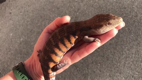 Sale Baby Blue Tongue Skink Lizard Reptile 938