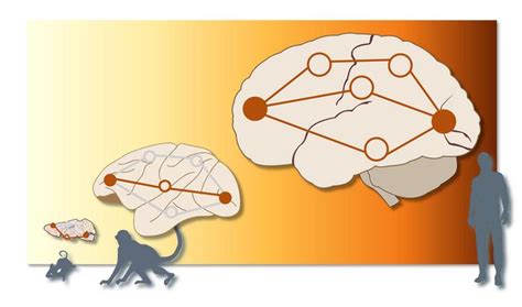 In The Mouse And Macaque Brain IMAGE EurekAlert Science News Releases