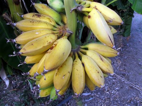 Банан японский (72 фото) - фото - картинки и рисунки: скачать бесплатно