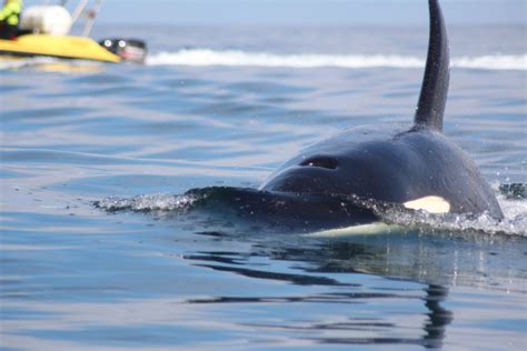 Killer Whales And Their Prey In Iceland Globalgiving