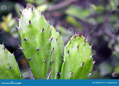 Planta Indica De Los Ficus De La Opuntia Del Higo Del Higo Chumbo O De