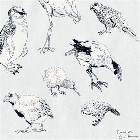 Birds of New Zealand Print Bird Art Print Pretty Scientific - Etsy