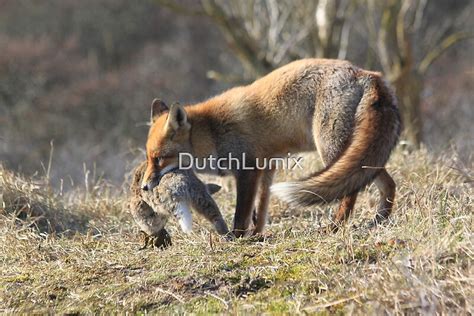 "Red Fox with prey" by DutchLumix | Redbubble