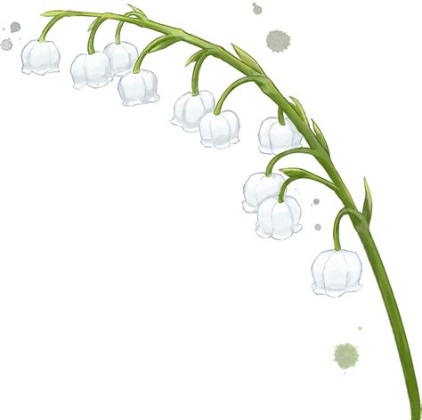 Lily Of The Valley Flower Watercolor Isolated 35154409 PNG