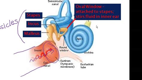 Ear Anatomy And Physiology Youtube