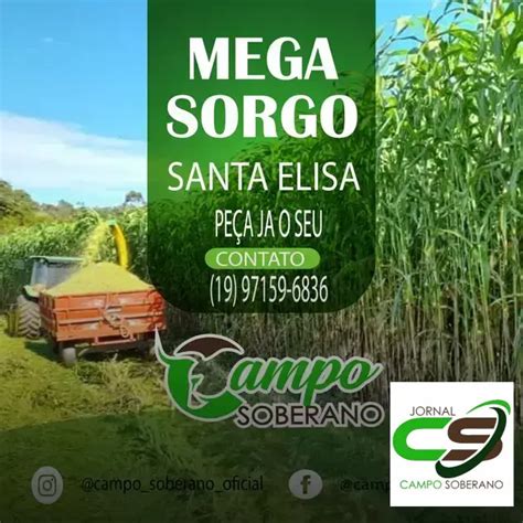 Venda De Sementes De Mega Sorgo Santa Elisa Para Silagem Em Sapucaia