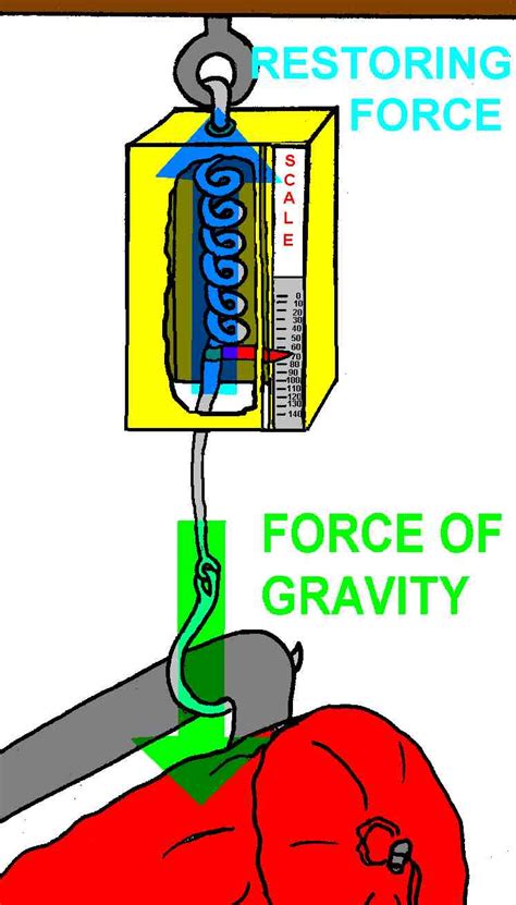 spring scale magnitude  force  tanya milford blog