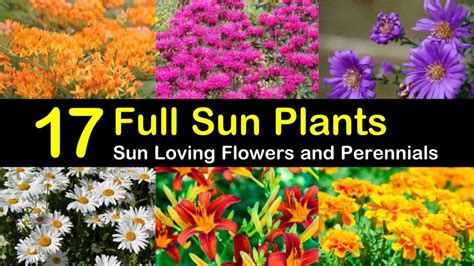 Different Types Of Flowers With The Title Full Sun Plants