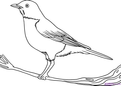 Robin Bird Drawing at GetDrawings | Free download