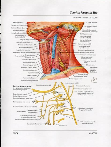 Netter Medical Illustration Head And Neck Full Color Vintage