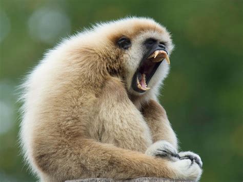 Download Gibbon Background