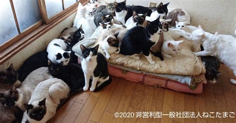 戸建てに238匹もの猫 悲惨な多頭飼育崩壊を生き抜きママになった2匹の猫 犬猫との幸せな暮らしのためのペット情報サイトsippo