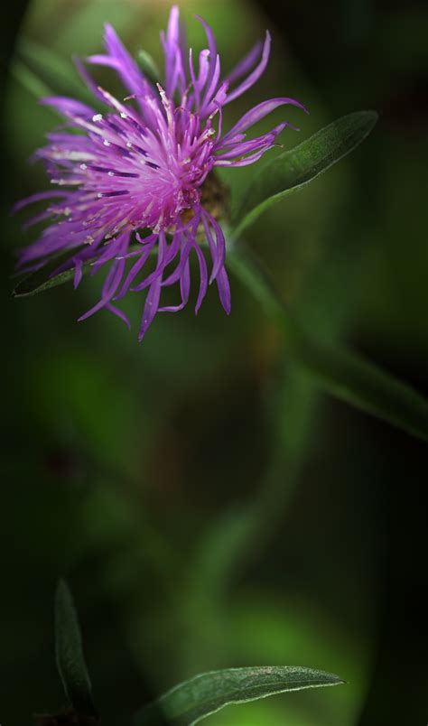 Kostenlose Foto Natur Bl Hen Fotografie Blatt Blume Lila