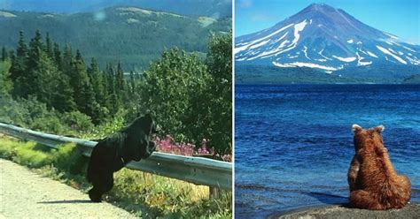 Bears Are Often Spotted Admiring Beautiful Vistas Suggesting They May