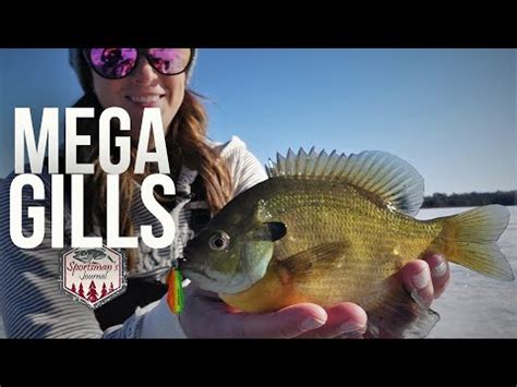 Ice Fishing Big Bluegills With Spoons Youtube