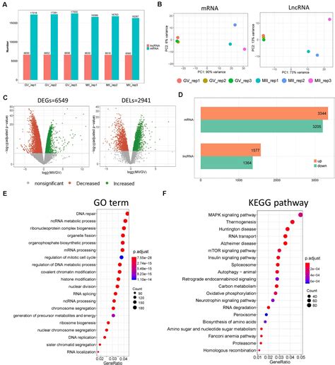 Frontiers Genome Wide Network Of LncRNAmRNA During Ovine Oocyte