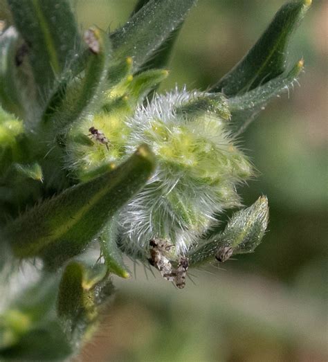 Hackberry Gall Psyllids From Mount Diablo State Park Contra Costa